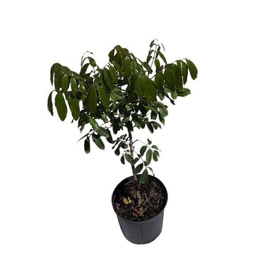 Longan Kohala Tree, Air-Layered